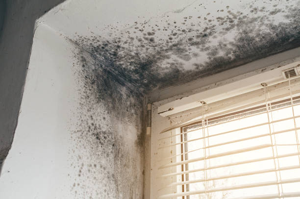 Affordable Mold Cleanup solutions in Queen, PA
