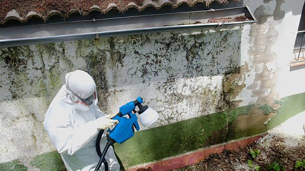 Top rated local Mold Cleanup specialists in Queen, PA